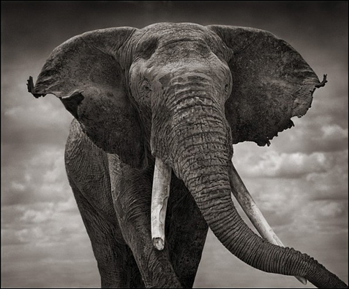 Ник Брандт (Nick Brandt)