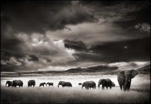 Ник Брандт (Nick Brandt)