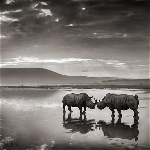 Ник Брандт (Nick Brandt)