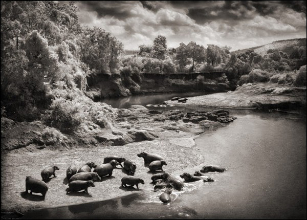 Ник Брандт (Nick Brandt)