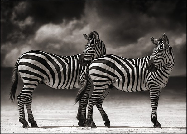 Ник Брандт (Nick Brandt)