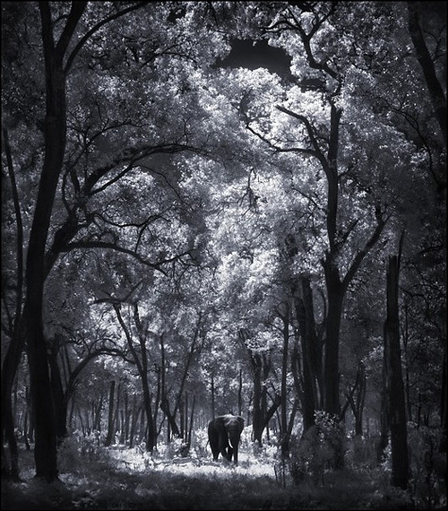 Ник Брандт (Nick Brandt)