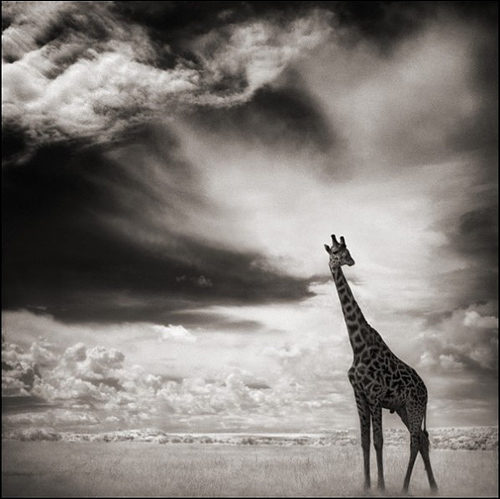 Ник Брандт (Nick Brandt)