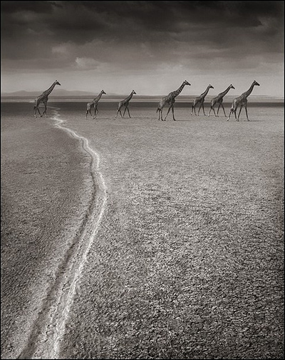 Ник Брандт (Nick Brandt)