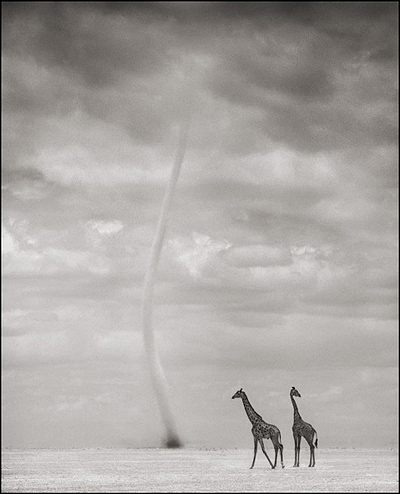 Ник Брандт (Nick Brandt)