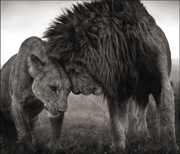 Ник Брандт (Nick Brandt)