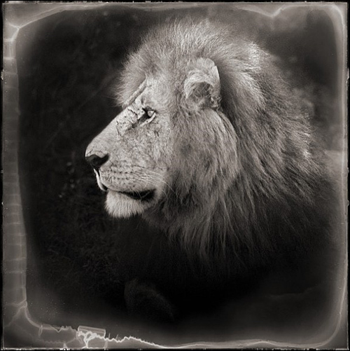 Ник Брандт (Nick Brandt)