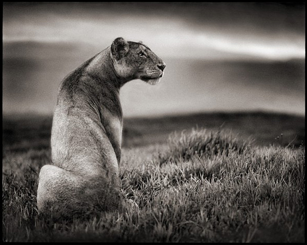 Ник Брандт (Nick Brandt)