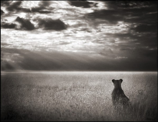 Ник Брандт (Nick Brandt)