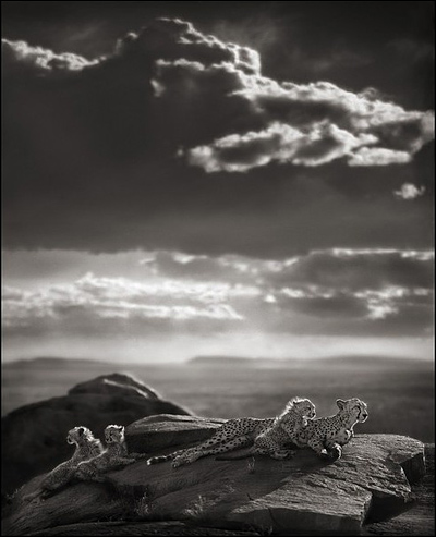 Ник Брандт (Nick Brandt)