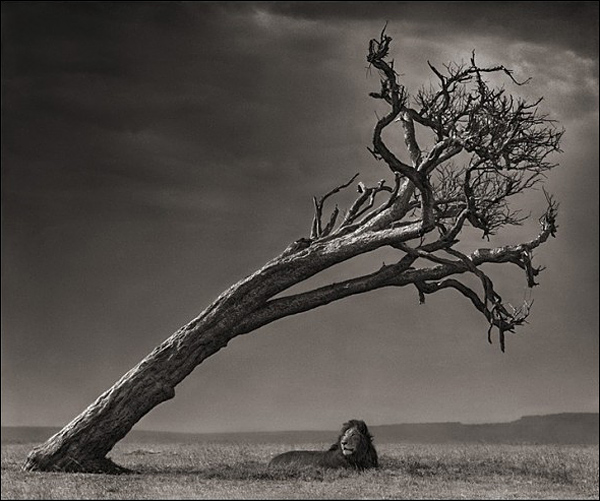 Ник Брандт (Nick Brandt)