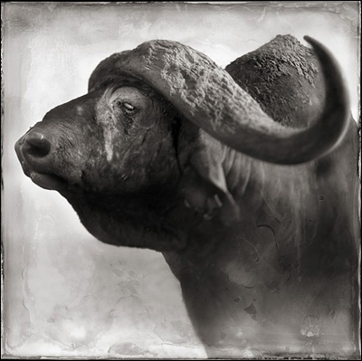 Ник Брандт (Nick Brandt)