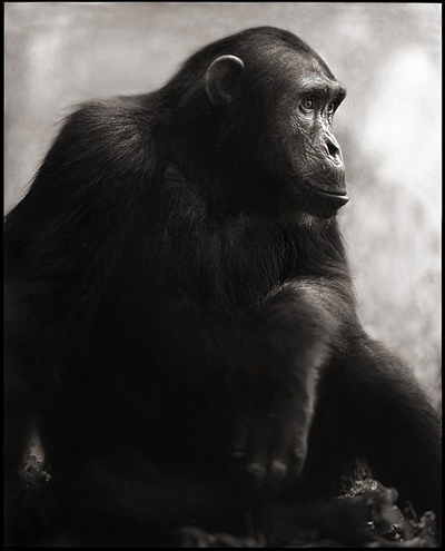 Ник Брандт (Nick Brandt)