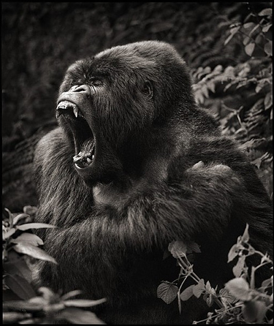 Ник Брандт (Nick Brandt)