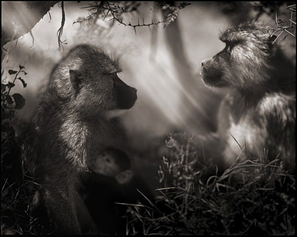 Ник Брандт (Nick Brandt)