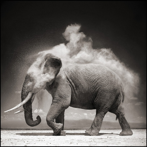 Ник Брандт (Nick Brandt)