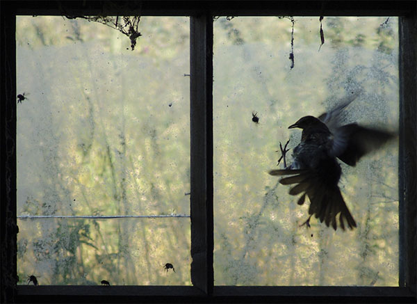 Г. Л. Лiхтаровiч: «Жыцце - Беларусi» Г. Л. Лiхтаровiч: «Жыцце - Беларусi»